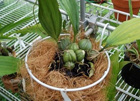 Chuẩn bị giá thể trồng lan
